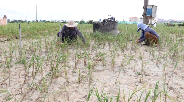 Quảng Ngãi: Tỏi mất mùa, nông dân Lý Sơn trắng tay - Ảnh 1.