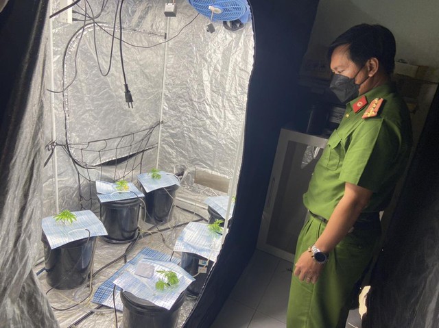 Ập vào căn hộ biển Đà Nẵng, phát hiện người nước ngoài trồng cần sa - Ảnh 1. Ập vào căn hộ biển Đà Nẵng, phát hiện người nước ngoài trồng cần sa - Ảnh 1.