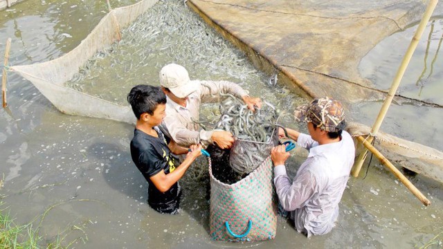 Cà Mau: giá cá kèo tăng cao kỷ lục và khan hiếm nguồn cung - Ảnh 1.