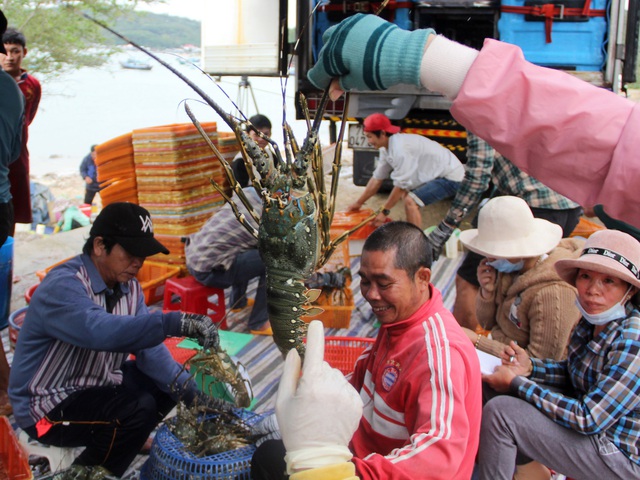 Nghề nuôi tôm hùm mang lại thu nhập cao cho người dân tỉnh Phú Yên