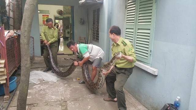 TP.HCM: Người dân bàn giao trăn “khủng” cho kiểm lâm thả về tự nhiên - Ảnh 3.