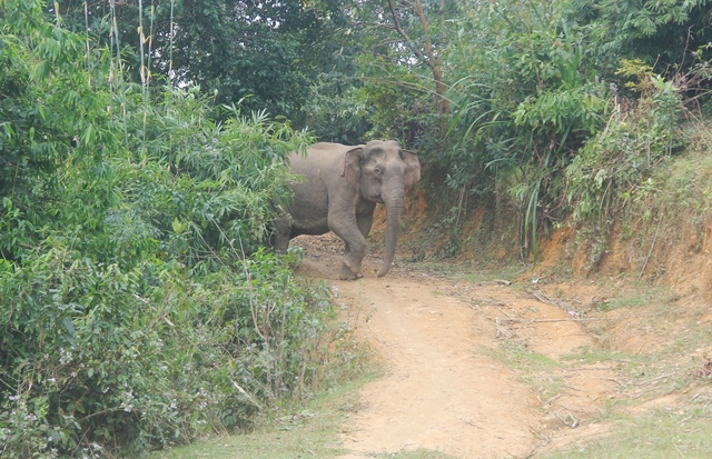 Phát hiện con voi rừng thường về gần nhà dân tìm thức ăn bị chết   - Ảnh 1.