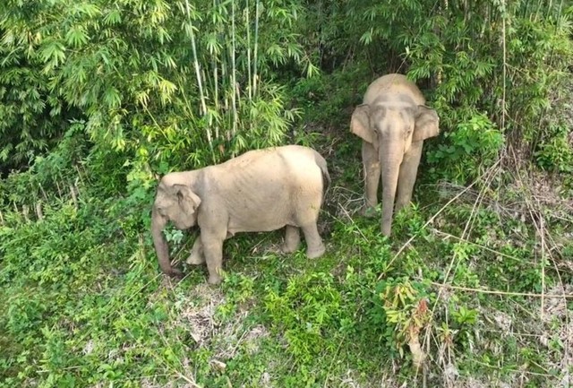 Điều tra nguyên nhân voi rừng ở Nghệ An bị chết - Ảnh 2.