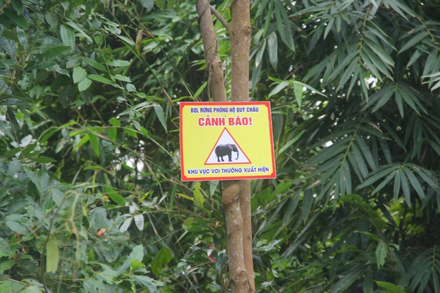 Điều tra nguyên nhân voi rừng ở Nghệ An bị chết - Ảnh 3.
