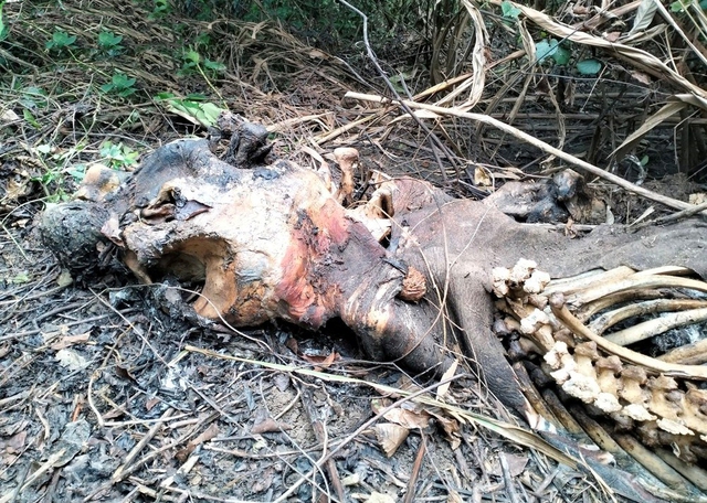 Điều tra nguyên nhân voi rừng ở Nghệ An bị chết - Ảnh 1.