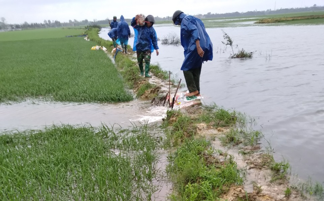 1.852 ha lúa mới gieo trồng gần 1 tháng ở Quảng Trị chìm trong nước lũ - Ảnh 1.