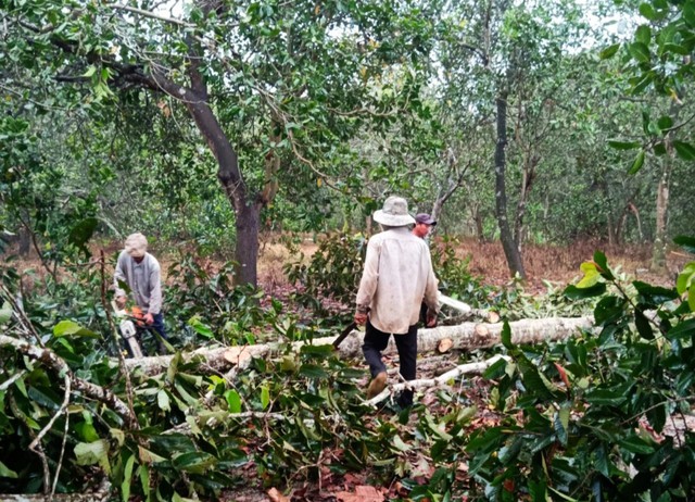 Đồng Nai: Khởi tố vụ án phá rừng tại rừng phòng hộ Xuân Lộc - Ảnh 1.