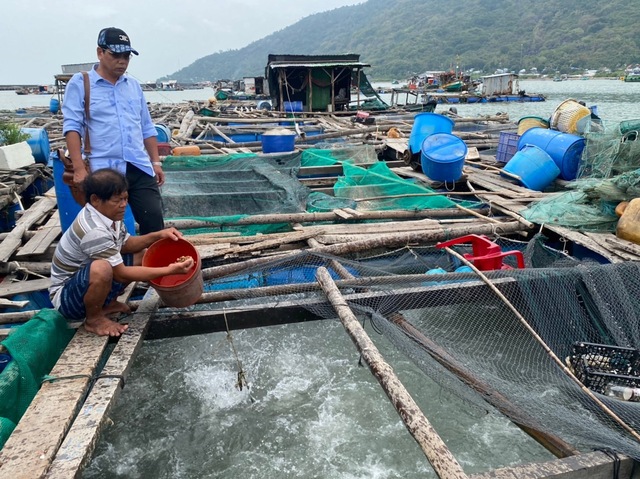 Ngành chức năng Kiên Giang nói gì về hải sản nuôi ở Hòn Tre bị chết? - Ảnh 1.