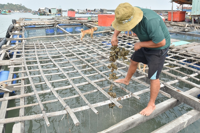 Kiên Giang: Nhiều loài hải sản nuôi bị chết hàng loạt, nghi do nguồn nước - Ảnh 1.