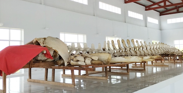 Trưng bày bộ xương cá ông lớn nhất ở miền Tây - Ảnh 1.