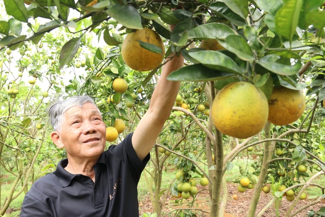 Mê trái cây sạch, lão nông U.70 mất 5 năm để gây dựng vườn cam trĩu quả    - Ảnh 1.