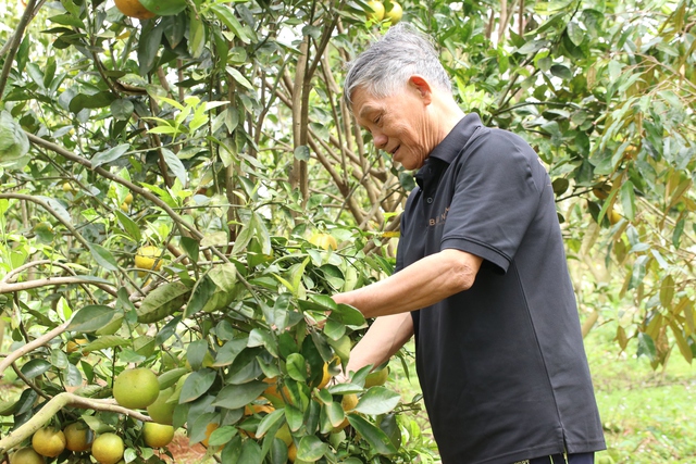Mê trái cây sạch, lão nông U.70 mất 5 năm để gây dựng vườn cam trĩu quả    - Ảnh 4.