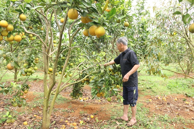 Mê trái cây sạch, lão nông U.70 mất 5 năm để gây dựng vườn cam trĩu quả    - Ảnh 5.