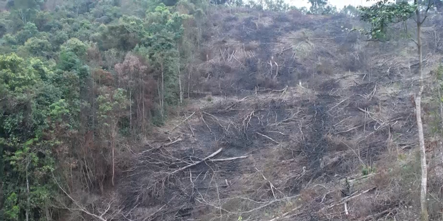 7 ha rừng tự nhiên bị đốt, phá ở giáp ranh 2 huyện miền núi Quảng Bình - Ảnh 1.