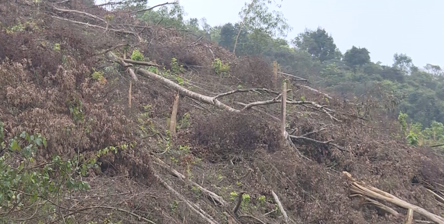 7 ha rừng tự nhiên bị đốt, phá ở giáp ranh 2 huyện miền núi Quảng Bình - Ảnh 5.