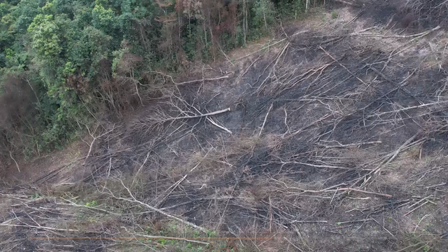 7 ha rừng tự nhiên bị đốt, phá ở giáp ranh 2 huyện miền núi Quảng Bình - Ảnh 2.