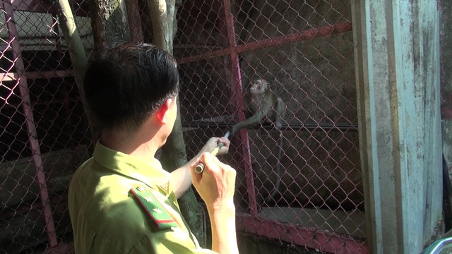 TP.HCM: Người dân bàn giao 5 cá thể khỉ cho kiểm lâm thả về tự nhiên - Ảnh 1.
