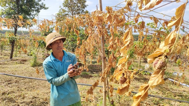 Kẻ gian phá hoại 500 gốc chanh dây  của người dân - Ảnh 1.