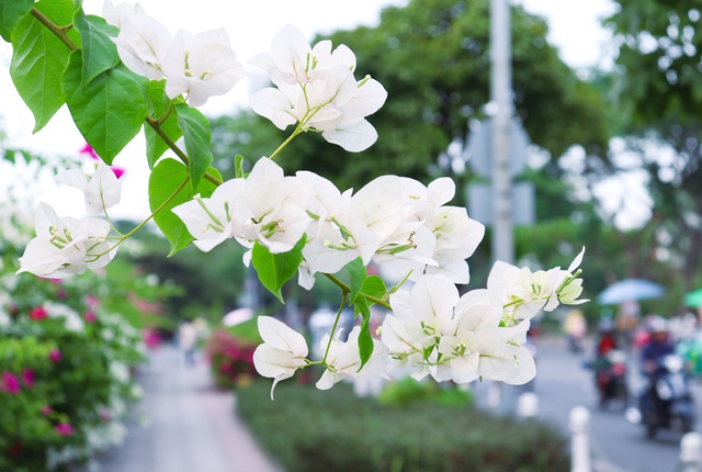 Ngắm nhìn những cung đường hoa giấy đẹp hút hồn và đầy thơ mộng  - Ảnh 6.
