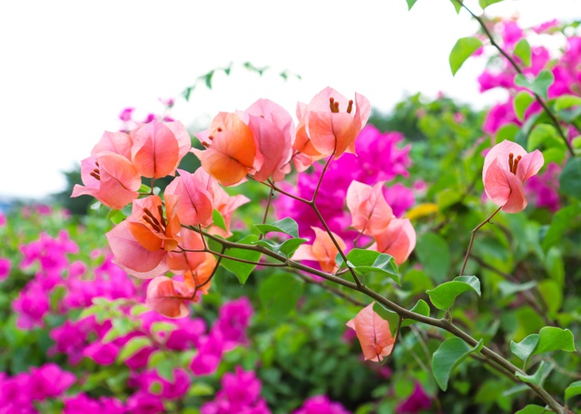 Ngắm nhìn những cung đường hoa giấy đẹp hút hồn và đầy thơ mộng  - Ảnh 5.