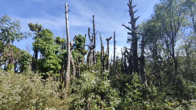 Nhiều cây xanh ở TP.Pleiku sau khi di dời đã bị chết