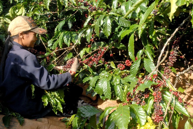 Giá cà phê liên tục tăng gần chạm mức kỷ lục, nông dân lãi lớn - Ảnh 1.