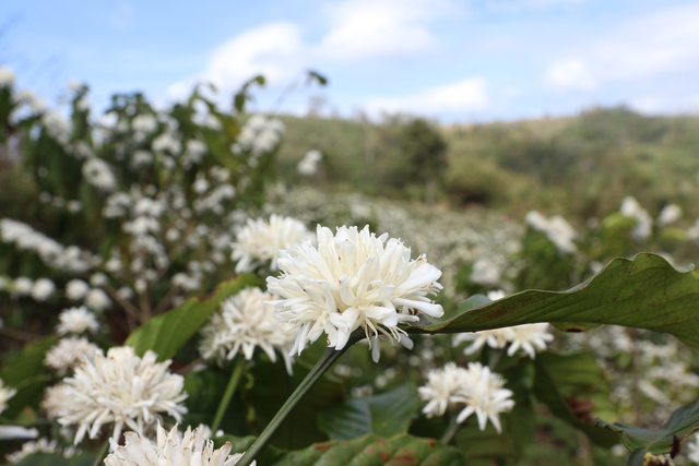 Những ngọn đồi được ‘mặc chiếc áo trắng’ trong mùa hoa cà phê Tây nguyên - Ảnh 3.