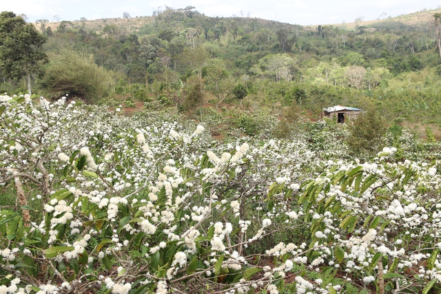 Những ngọn đồi được ‘mặc chiếc áo trắng’ trong mùa hoa cà phê Tây nguyên - Ảnh 1.