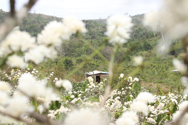 Những ngọn đồi được ‘mặc chiếc áo trắng’ trong mùa hoa cà phê Tây nguyên - Ảnh 2.
