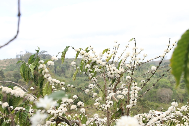 Những ngọn đồi được ‘mặc chiếc áo trắng’ trong mùa hoa cà phê Tây nguyên - Ảnh 9.