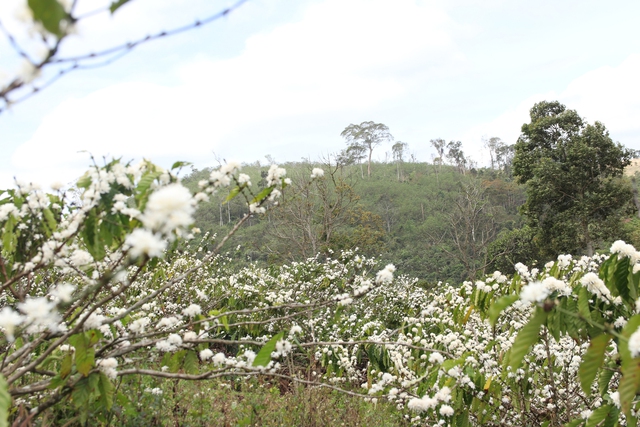 Những ngọn đồi được ‘mặc chiếc áo trắng’ trong mùa hoa cà phê Tây nguyên - Ảnh 7.