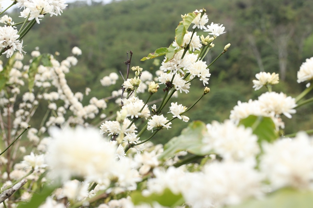 Những ngọn đồi được ‘mặc chiếc áo trắng’ trong mùa hoa cà phê Tây nguyên - Ảnh 4.