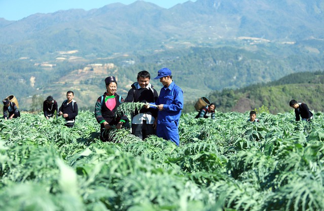Việt Nam sẽ tham gia thị trường thảo dược toàn cầu  - Ảnh 1.
