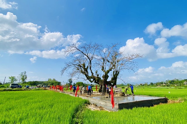 Tuổi trẻ Quảng Ngãi tham gia tu sửa, tôn tạo di tích lịch sử cây gạo - Ảnh 5.