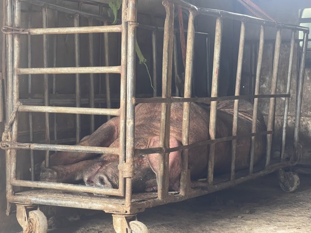 Phạt 10 triệu đồng đối tượng đi bán lợn chết đang phân hủy, bốc mùi - Ảnh 1.