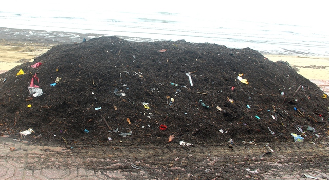 Bãi biển Cửa Lò bị nhuộm đen bởi mùn biển - Ảnh 5.