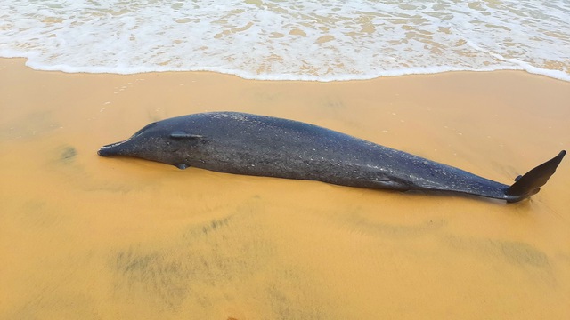 Bình Định: Một xác cá voi trôi vào bờ biển Quy Nhơn - Ảnh 1.