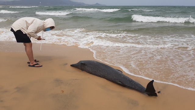Bình Định: Một xác cá voi trôi vào bờ biển Quy Nhơn - Ảnh 2.