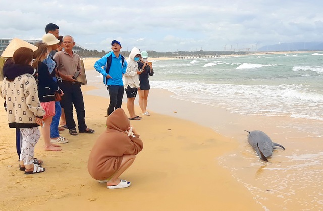 Bình Định: Một xác cá voi trôi vào bờ biển Quy Nhơn - Ảnh 3.