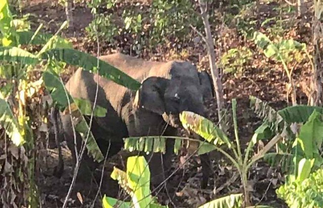 Đắk Lắk: Voi rừng tấn công trung tâm bảo tồn voi - Ảnh 2.