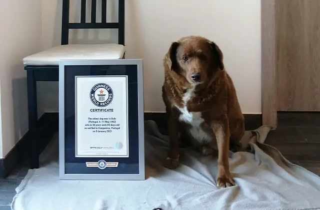 Chú chó phá kỷ lục thế giới, sống thọ nhất lịch sử - Ảnh 1.