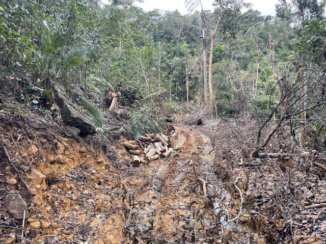Khánh Hòa: Điều tra vụ phá rừng nghiêm trọng ở TX.Ninh Hòa - Ảnh 3.