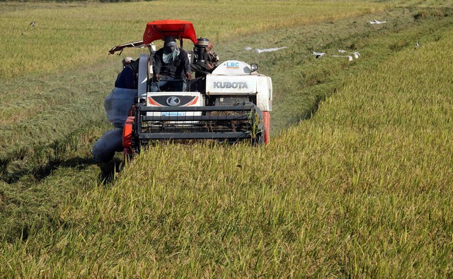 Giá gạo Việt Nam và Thái Lan cùng quay đầu giảm - Ảnh 1.