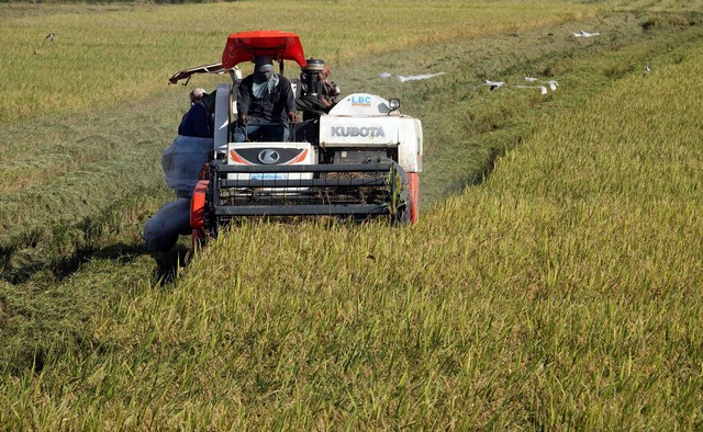 Xuất khẩu gạo tăng mạnh nhưng ‘có rất ít lô đạt yêu cầu của EU’ - Ảnh 1.