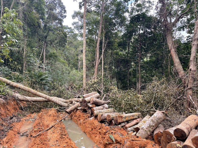 Xử lý nghiêm đối tượng phá rừng và cả cán bộ làm công tác quản lý  - Ảnh 1.