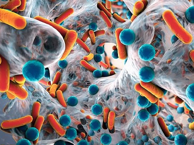 Chất cloacaenodin do vi khuẩn Enterobacter tạo ra có khả năng tiêu diệt siêu vi khuẩn kháng thuốc