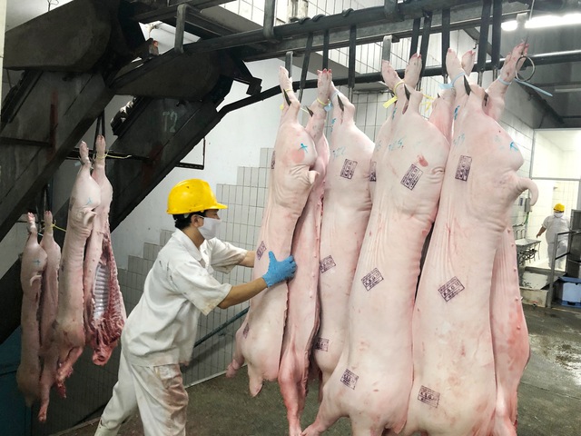 Giá heo hơi hôm nay 28.12.2023: Bất ngờ đảo chiều ở miền Bắc- Ảnh 1. Giá heo hơi hôm nay 28.12.2023: Bất ngờ đảo chiều ở miền Bắc- Ảnh 1.