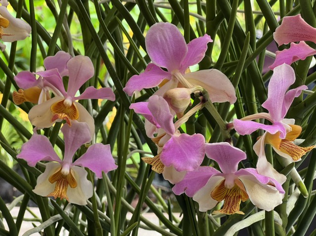 Loài hoa lan Singapore đặc biệt mang tên Thủ tướng Phạm Minh Chính và phu nhân - Ảnh 4.