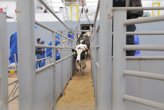 1.941 con bò sữa do TH nhập khẩu đã cập cảng Cửa Lò, Nghệ An đêm 8.3 (Ảnh: TH)
