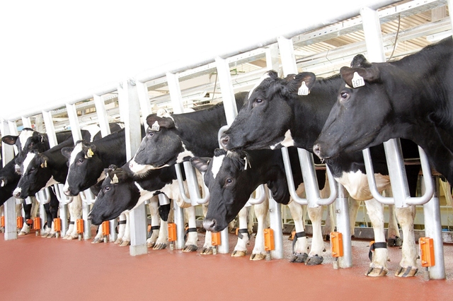 Sữa tươi sạch TH true MILK có nguồn cung nguyên liệu từ gần 70.000 con bò sữa được chăn nuôi tại các trang trại tập trung